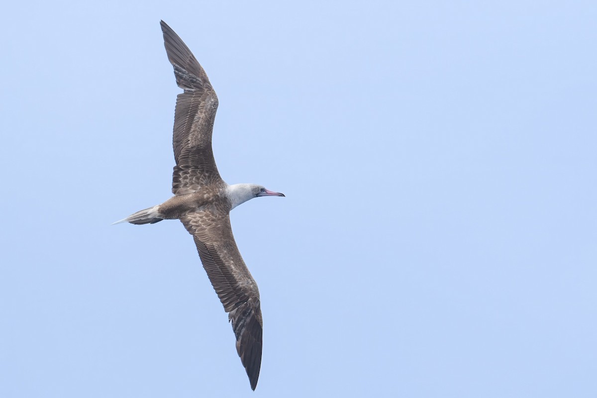 Red-footed Booby - ML619716484