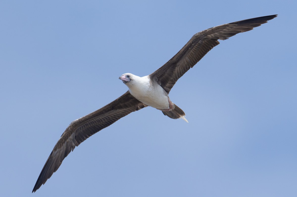 Red-footed Booby - ML619716485