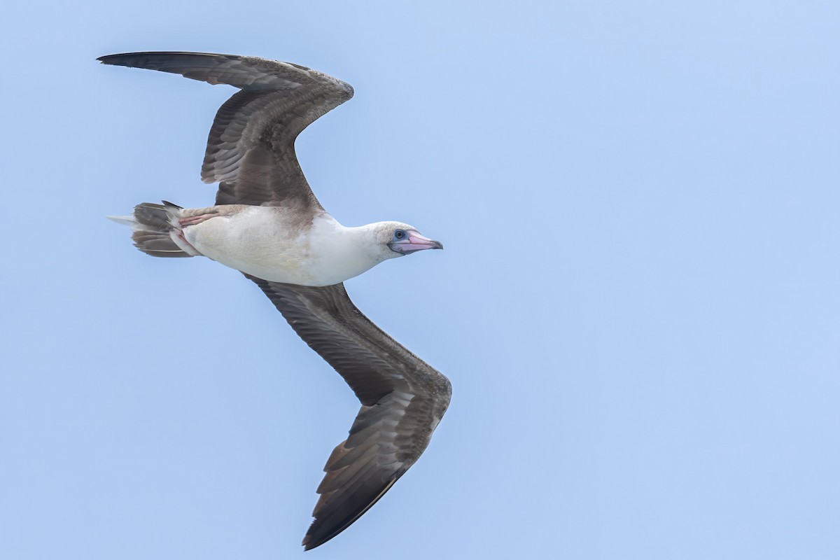 Red-footed Booby - ML619716486