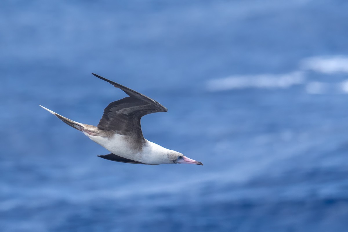 Red-footed Booby - ML619716487