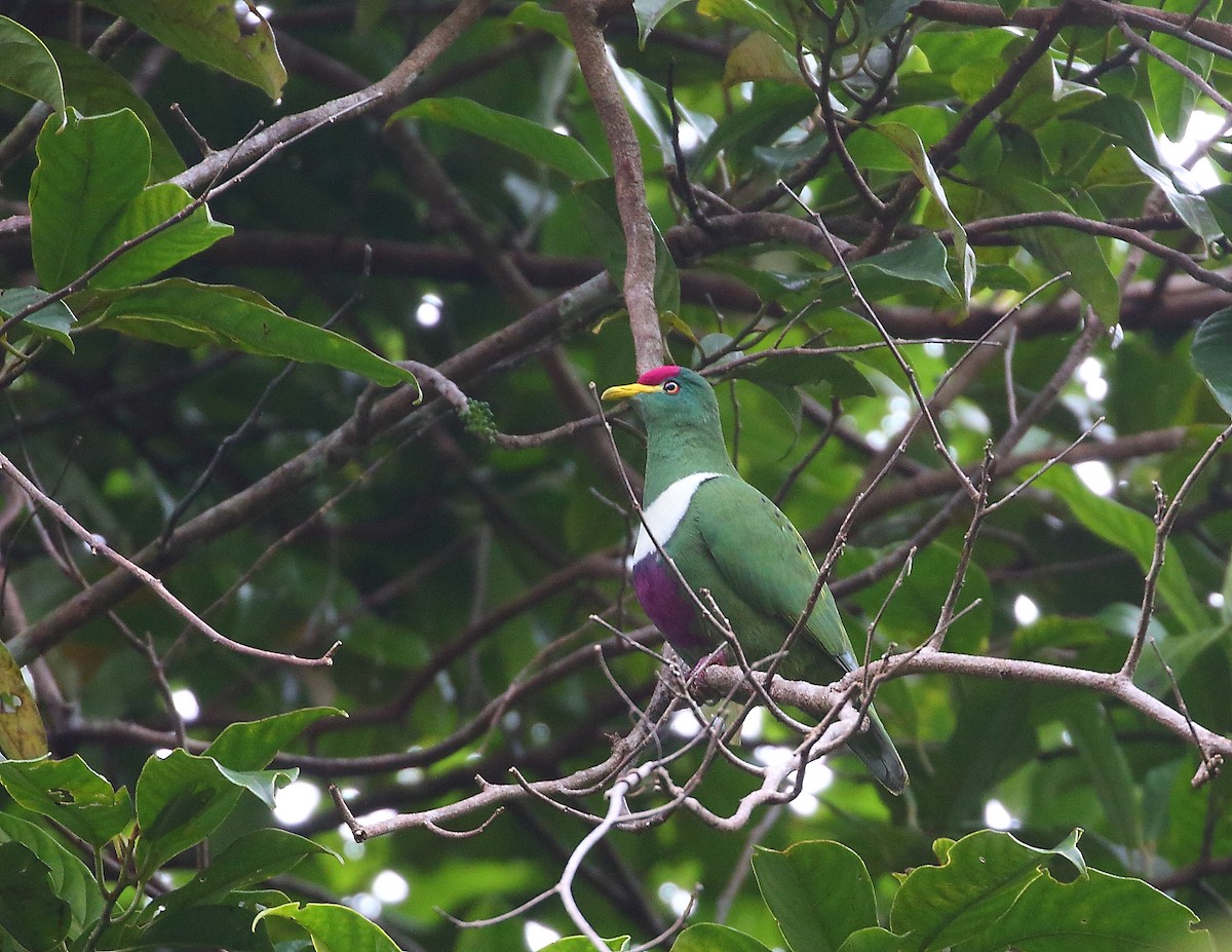 White-breasted Fruit-Dove (Moluccan) - ML619716490