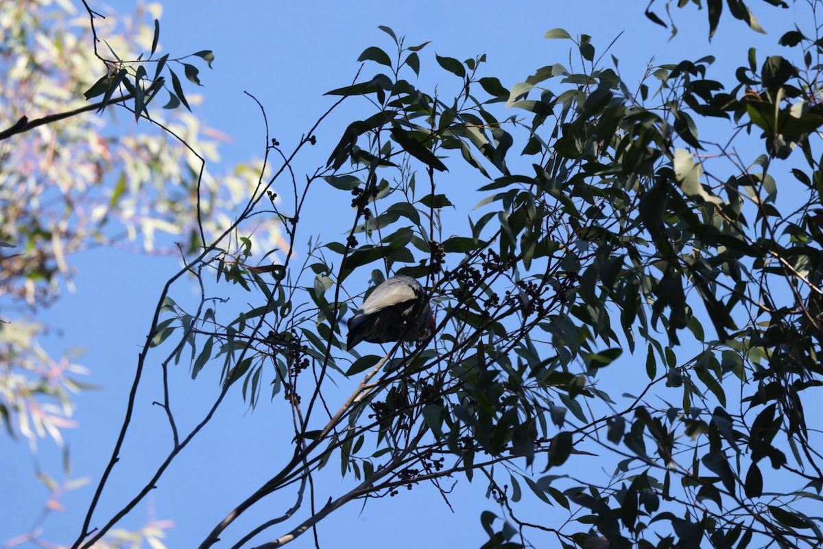 kakadu přílbový - ML619716502