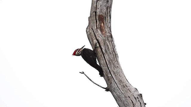 Pileated Woodpecker - ML619716561