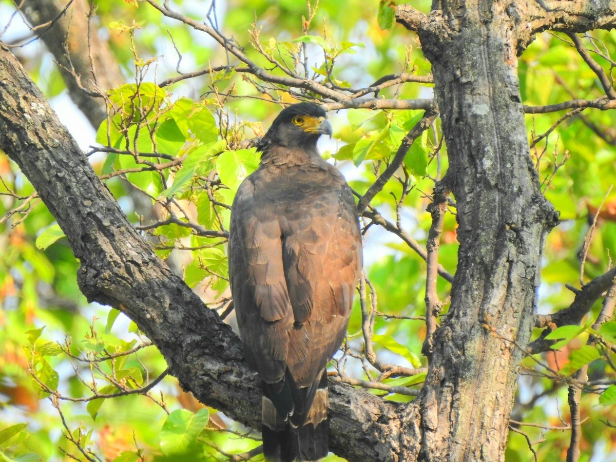 Crested Serpent-Eagle - ML619716622