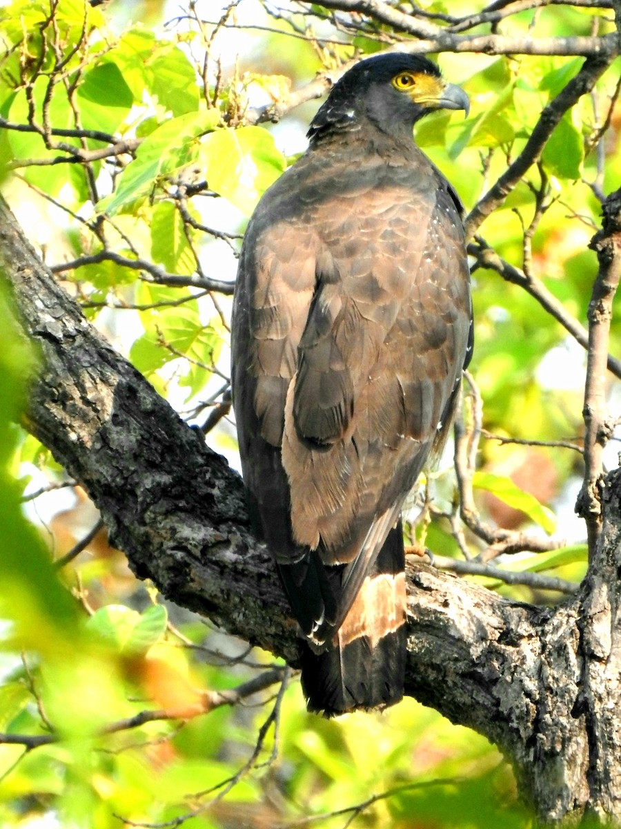 Crested Serpent-Eagle - ML619716623