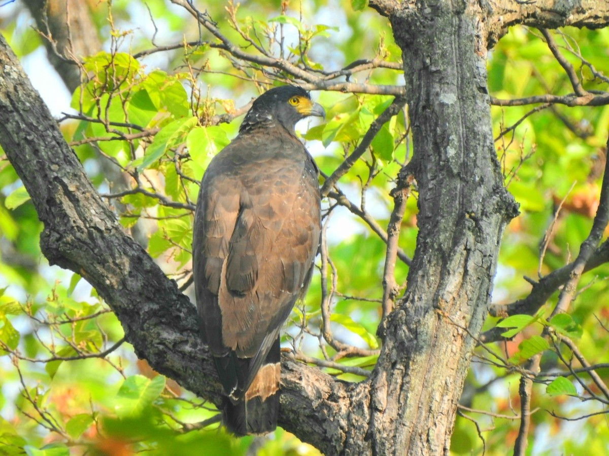 Crested Serpent-Eagle - ML619716624