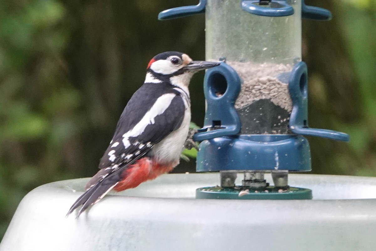 Great Spotted Woodpecker - ML619716689