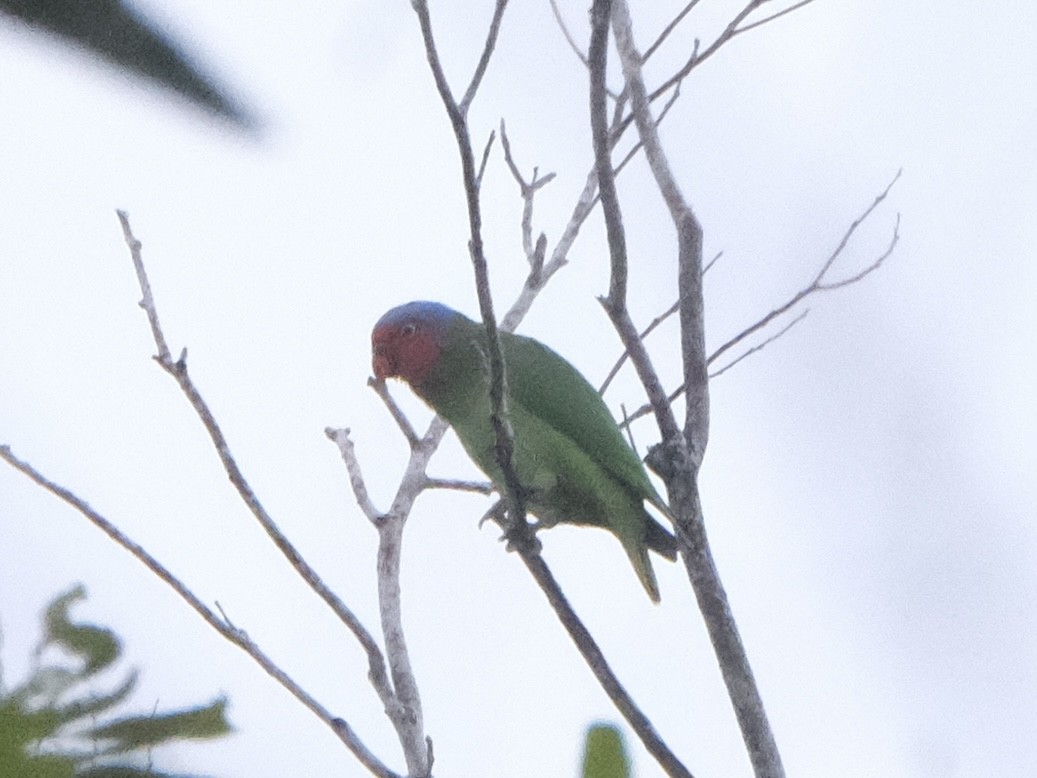 Red-cheeked Parrot - ML619716690