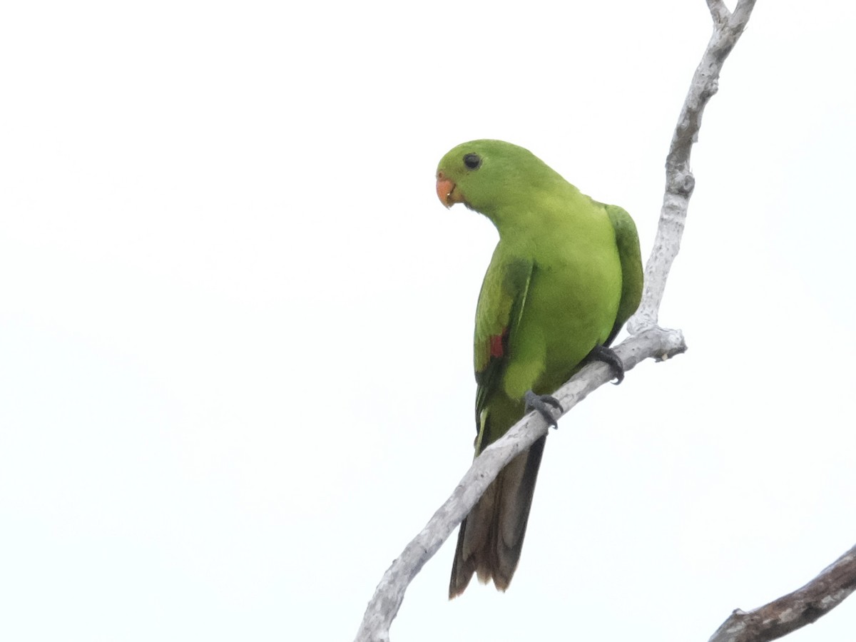 Red-winged Parrot - ML619716716