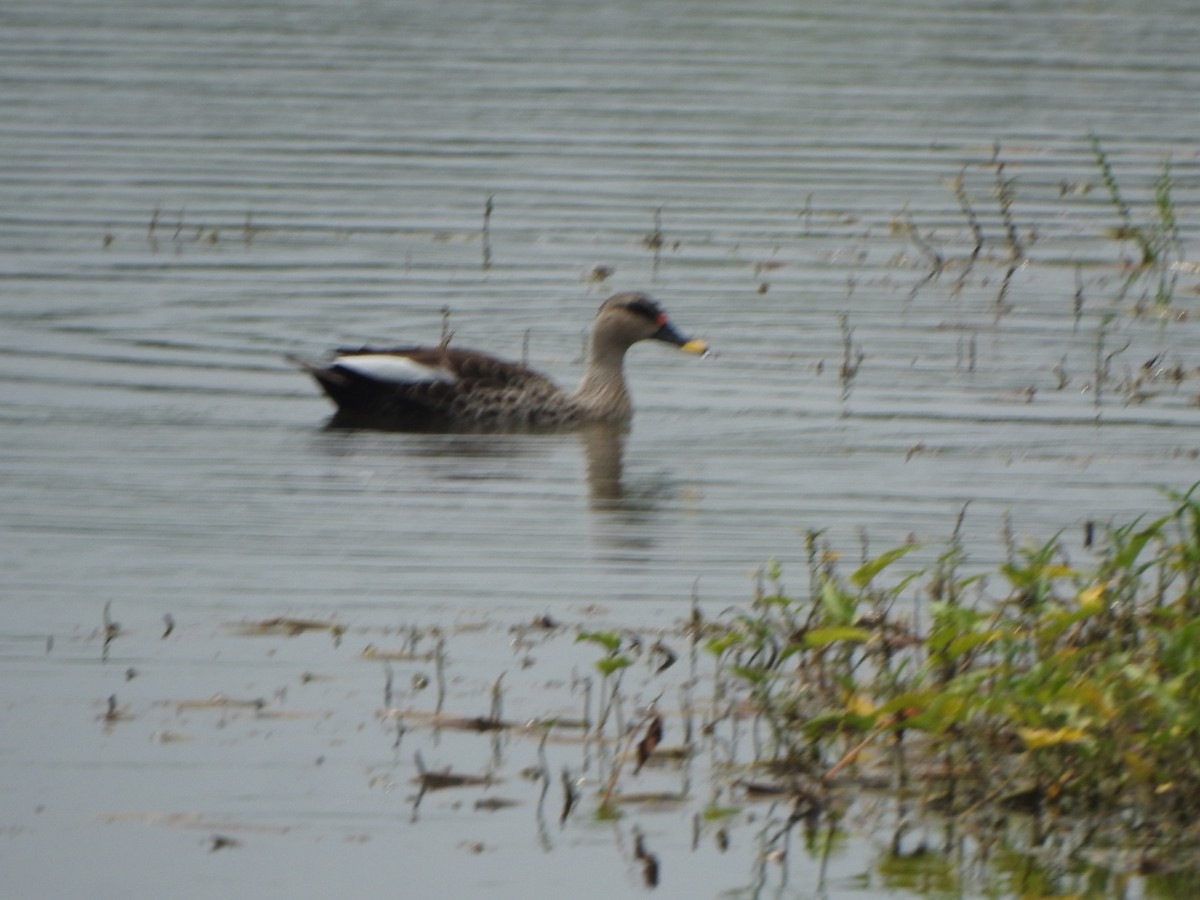 Indian Spot-billed Duck - ML619716725