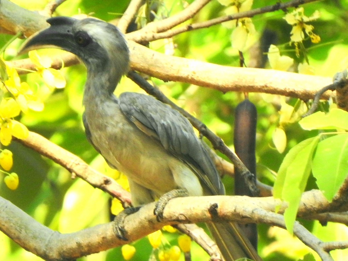 Indian Gray Hornbill - ML619716728