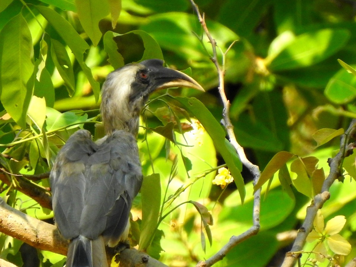 Indian Gray Hornbill - ML619716729