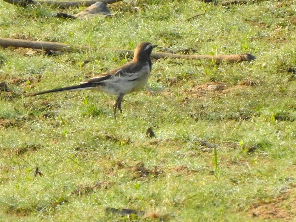 White-browed Wagtail - ML619716750