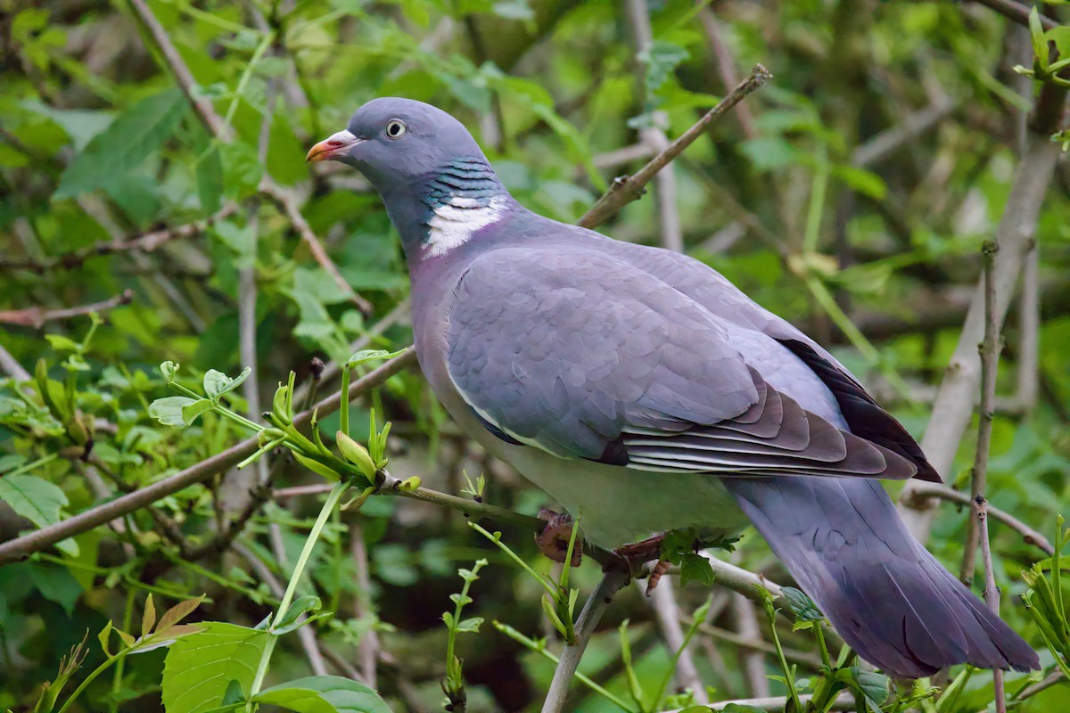 Common Wood-Pigeon - ML619716822