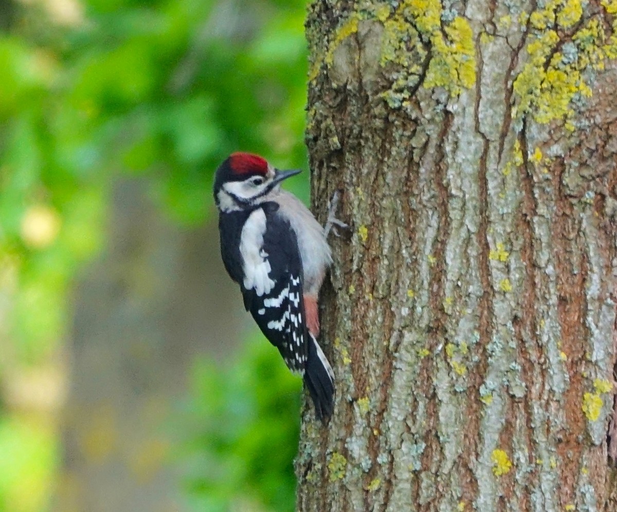 Great Spotted Woodpecker - ML619716825