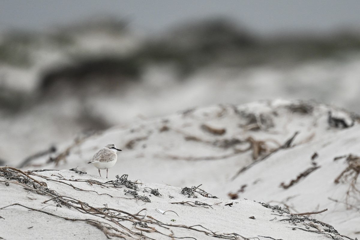 White-fronted Plover - ML619716838