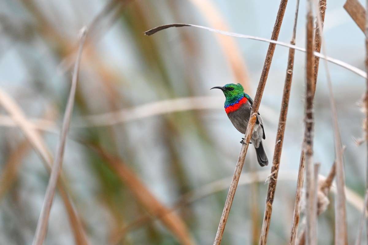 Southern Double-collared Sunbird - ML619716844