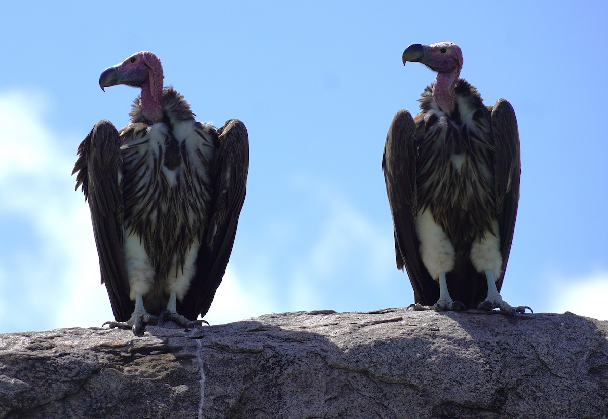 Lappet-faced Vulture - ML619716845