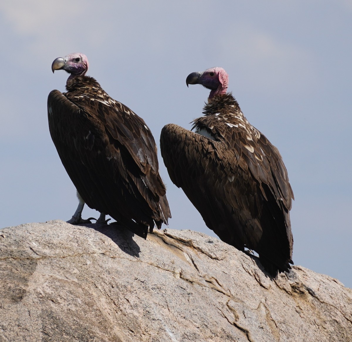 Lappet-faced Vulture - ML619716859