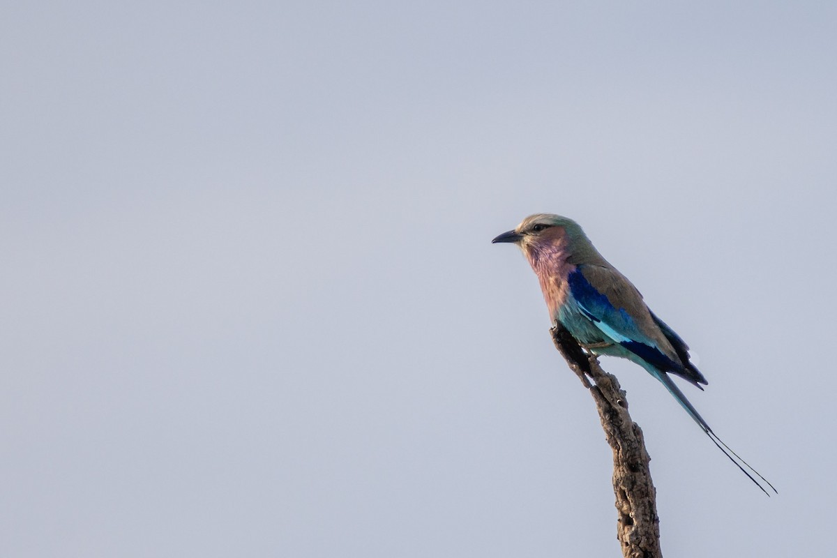 Lilac-breasted Roller - ML619716865