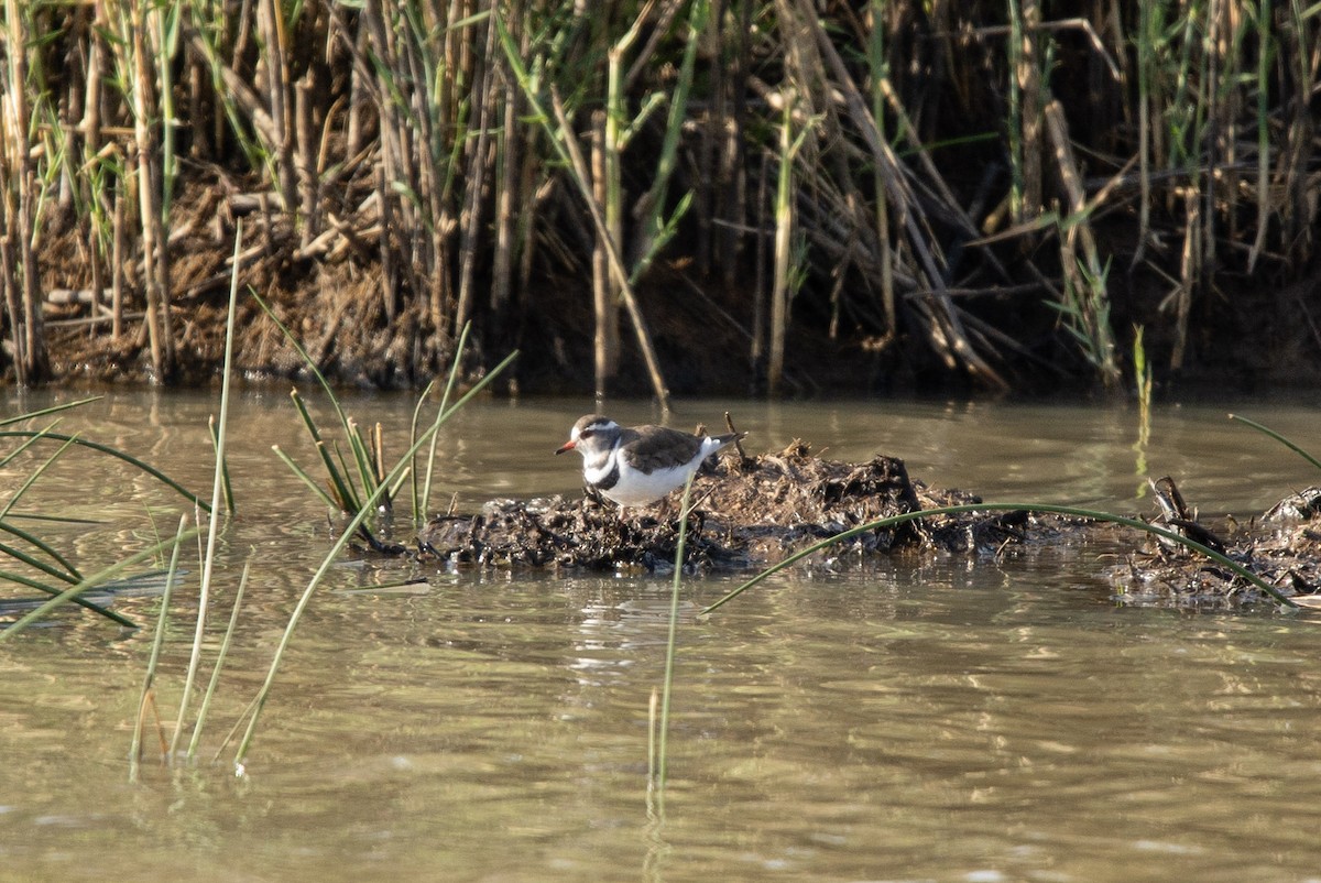 Three-banded Plover - ML619716870