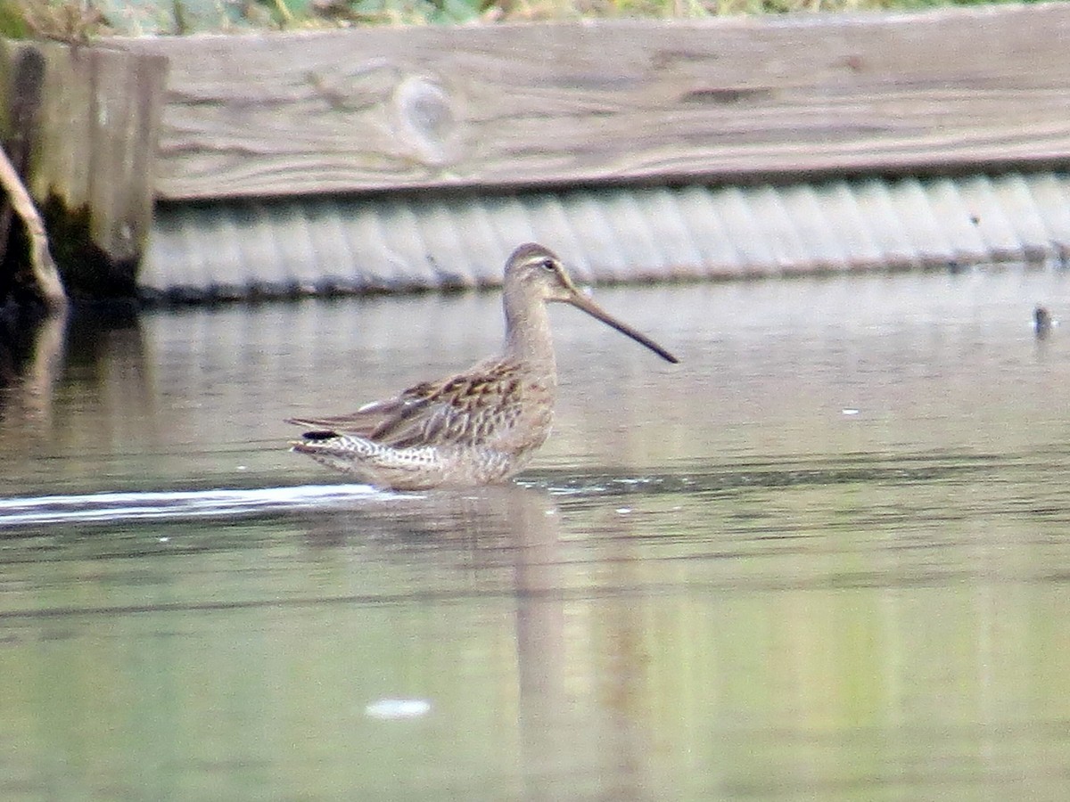 Long-billed Dowitcher - ML619716900
