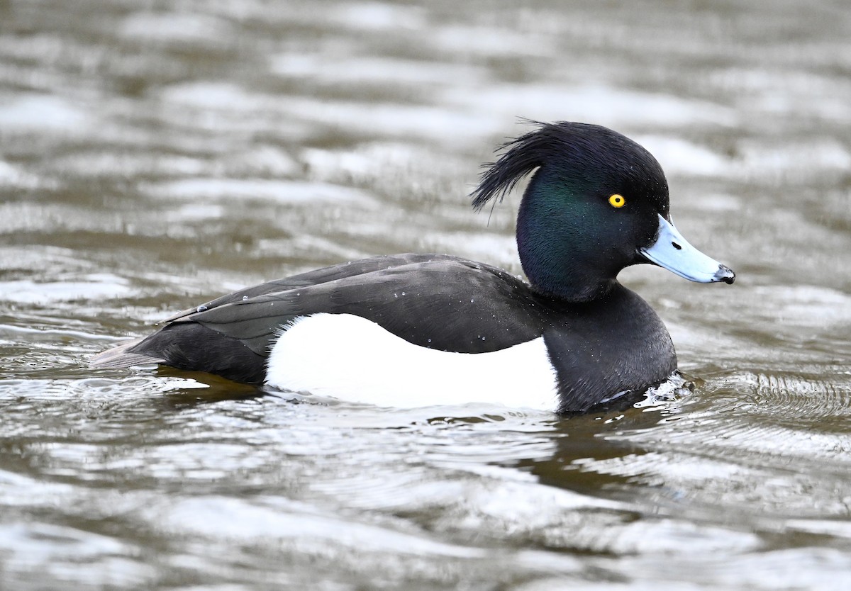 Tufted Duck - ML619716910