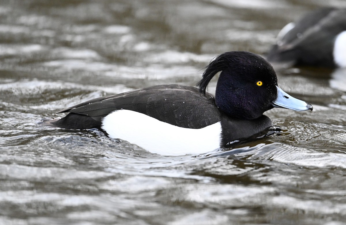 Tufted Duck - ML619716911