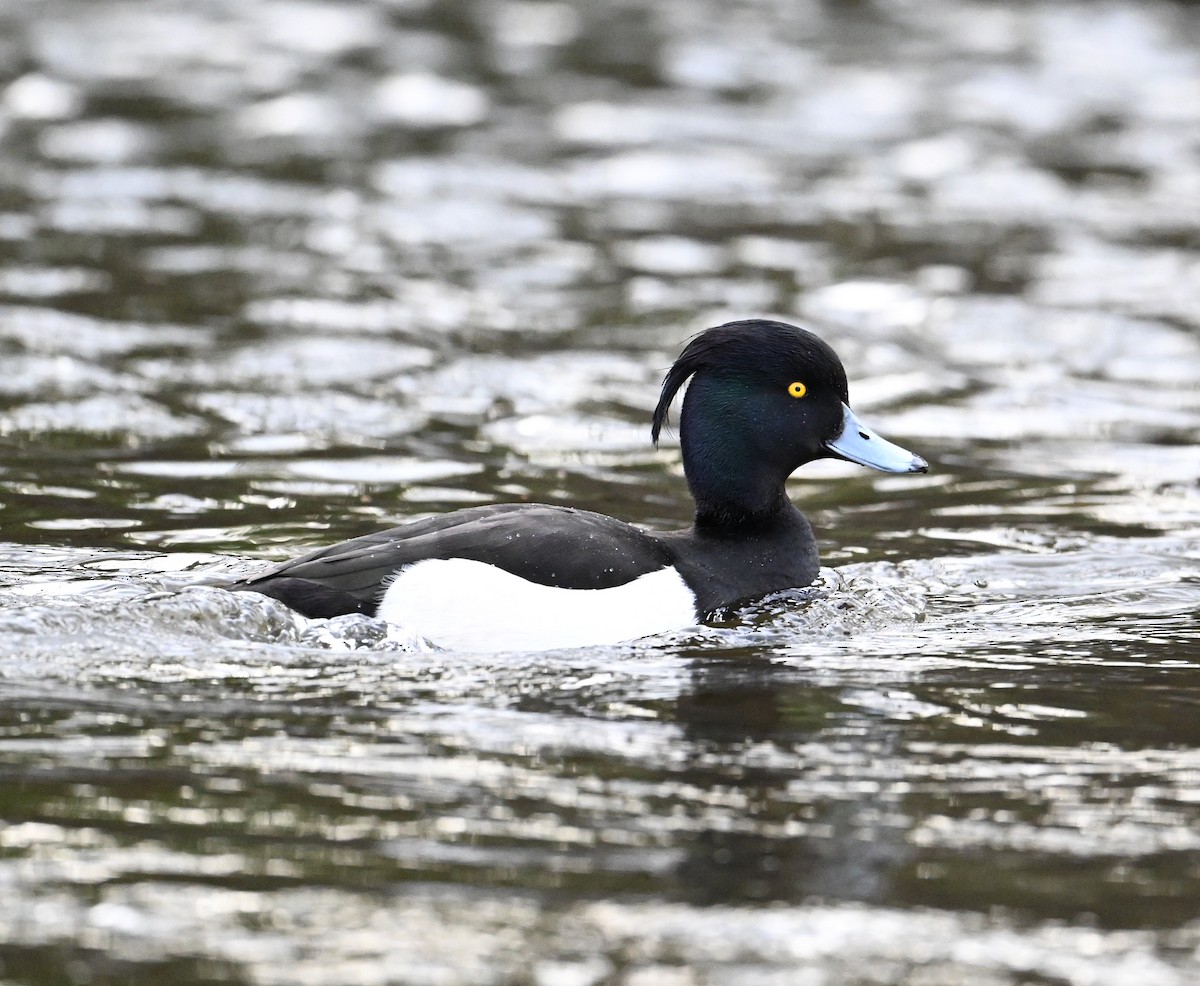 Tufted Duck - ML619716912