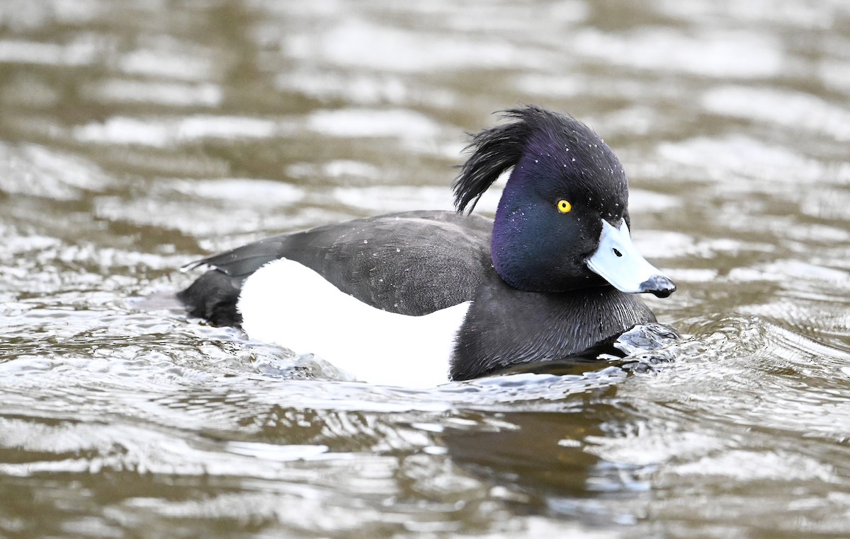Tufted Duck - ML619716913