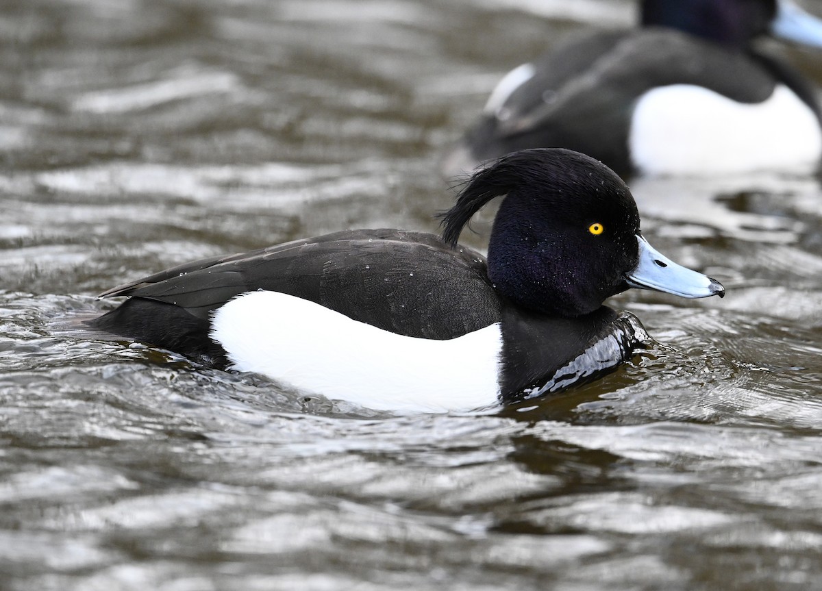 Tufted Duck - ML619716914
