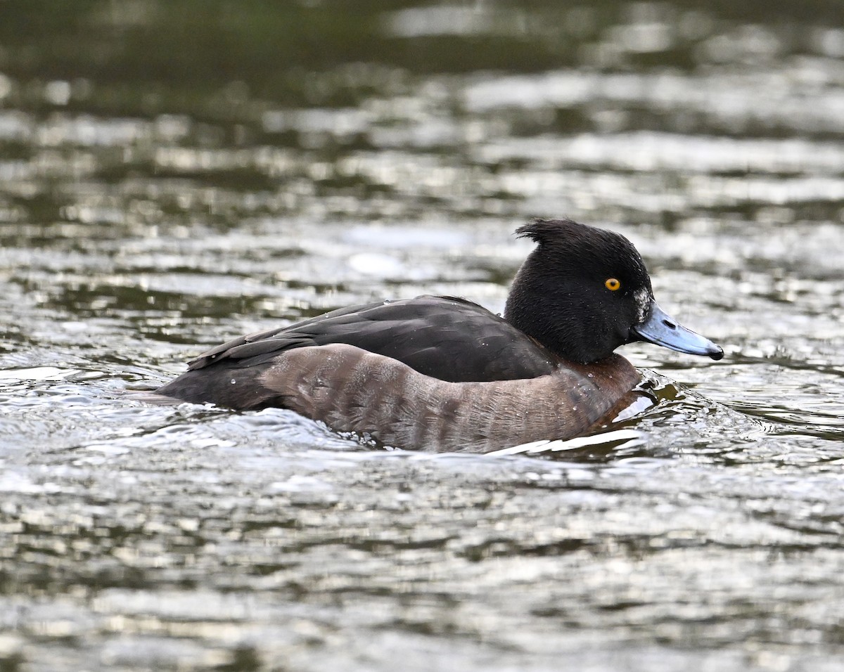 Tufted Duck - ML619716915