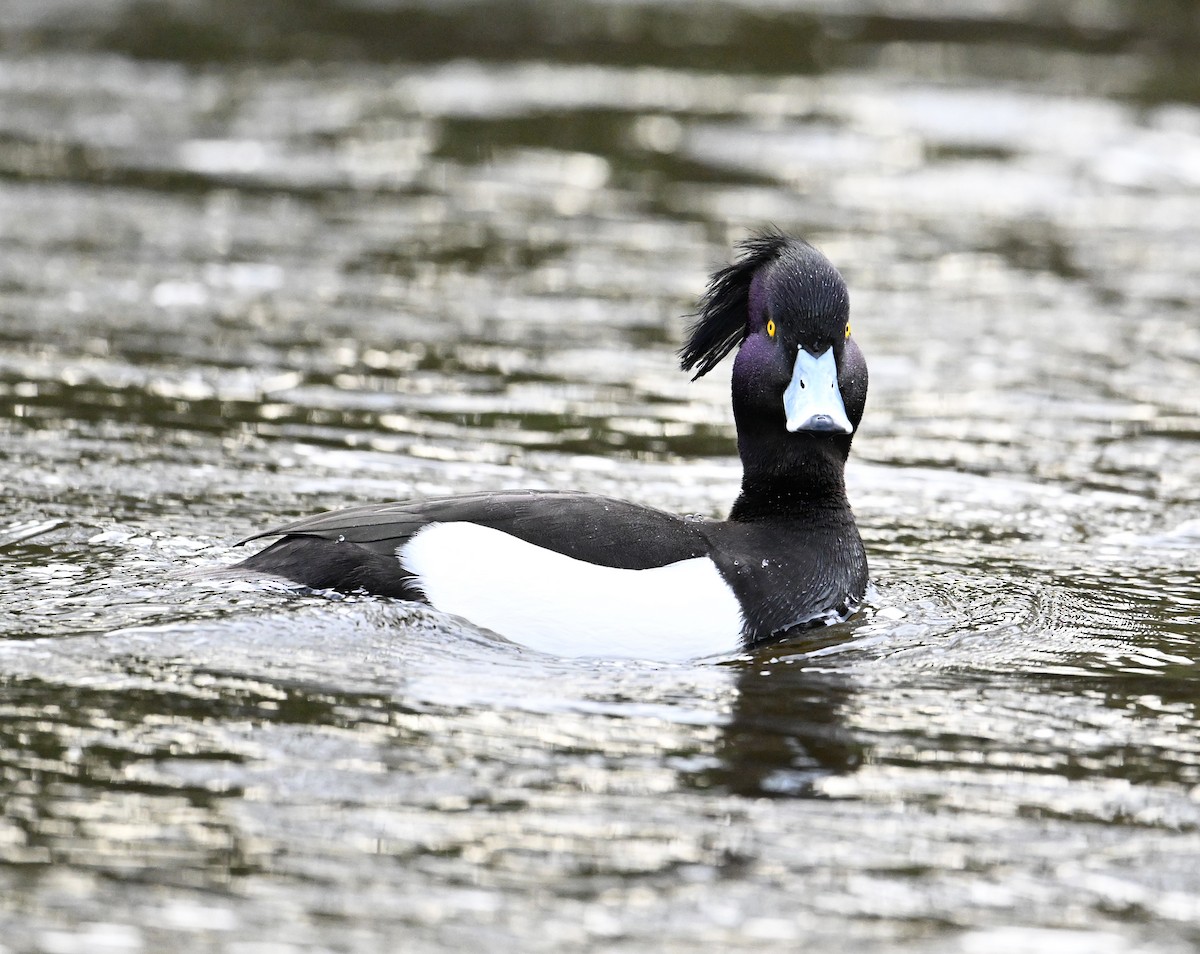 Tufted Duck - ML619716916