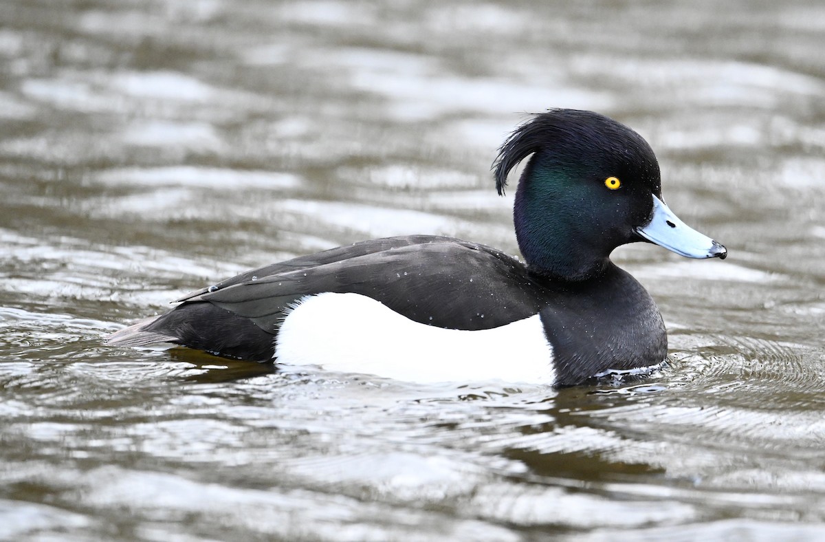 Tufted Duck - ML619716917