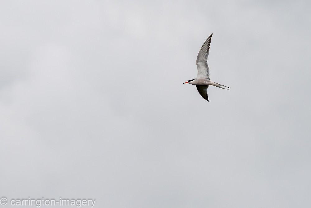 Common Tern - ML619716918