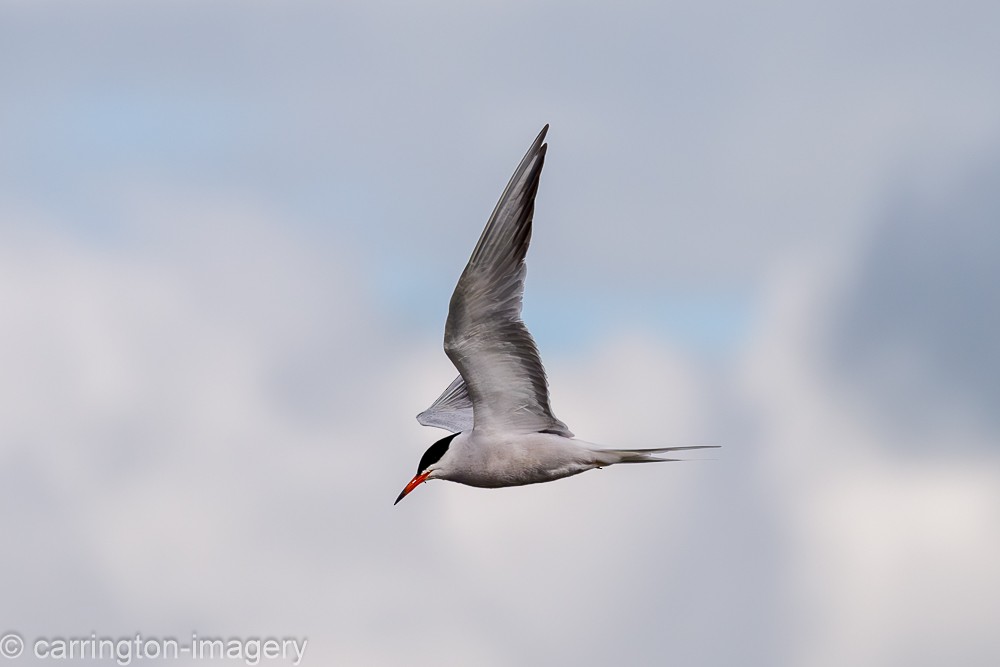 Common Tern - ML619716919