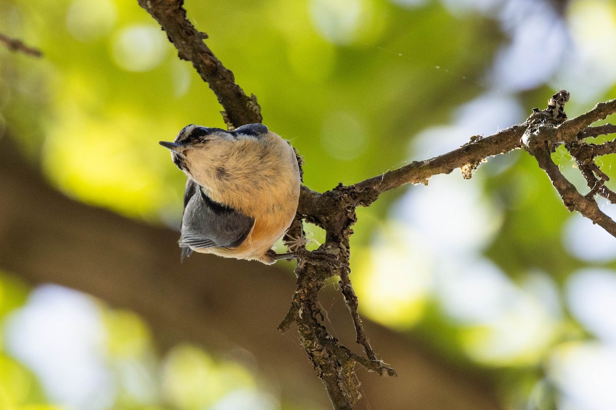 Red-breasted Nuthatch - ML619716924