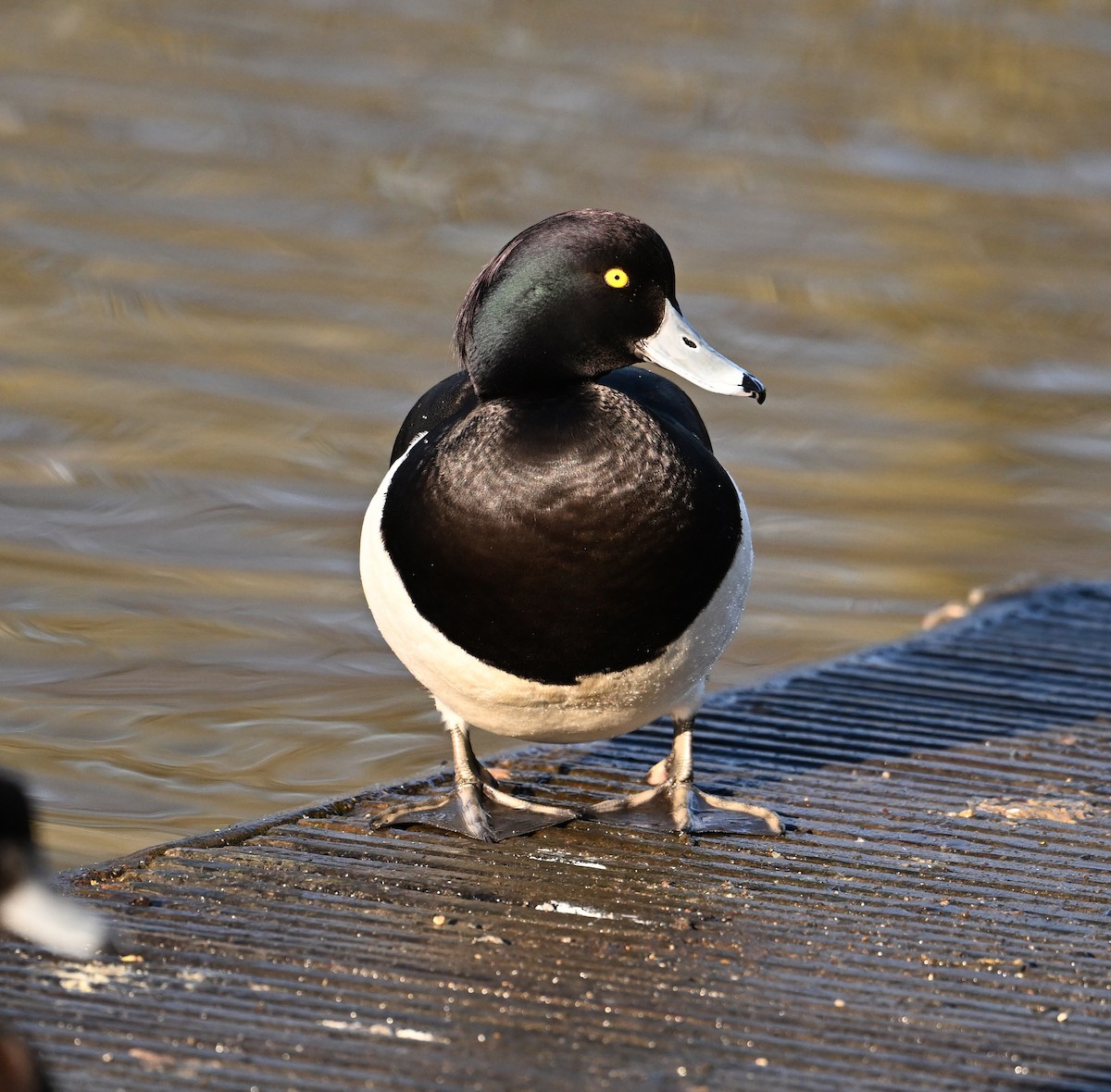 Tufted Duck - ML619716937