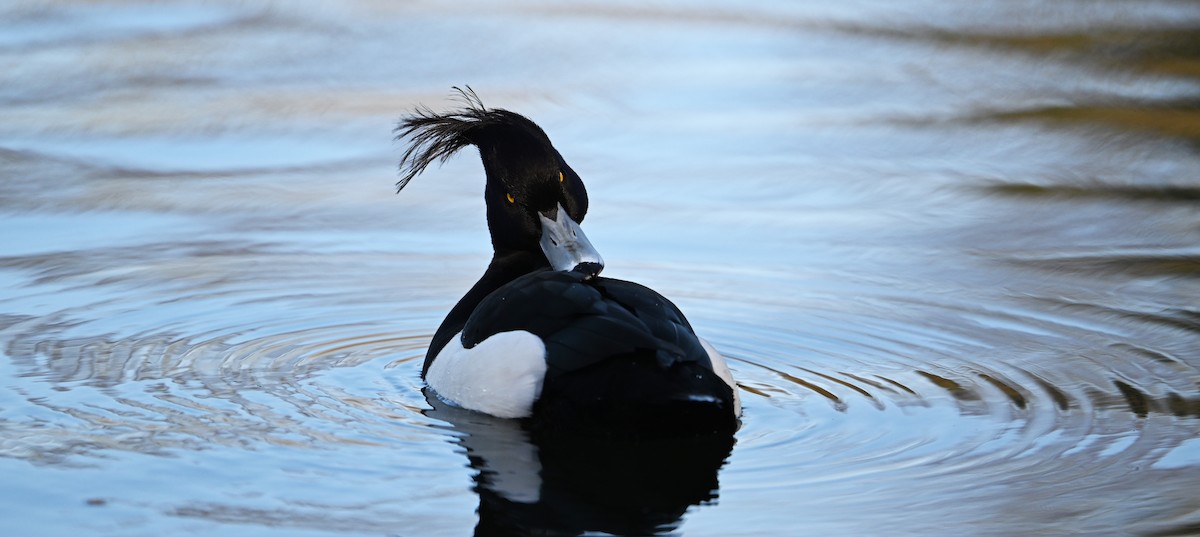 Tufted Duck - ML619716938