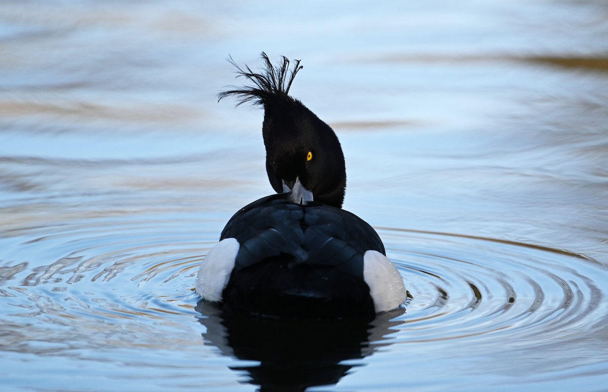 Tufted Duck - ML619716939