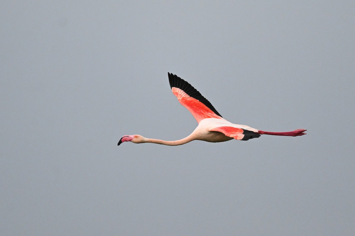 Greater Flamingo - ML619717003