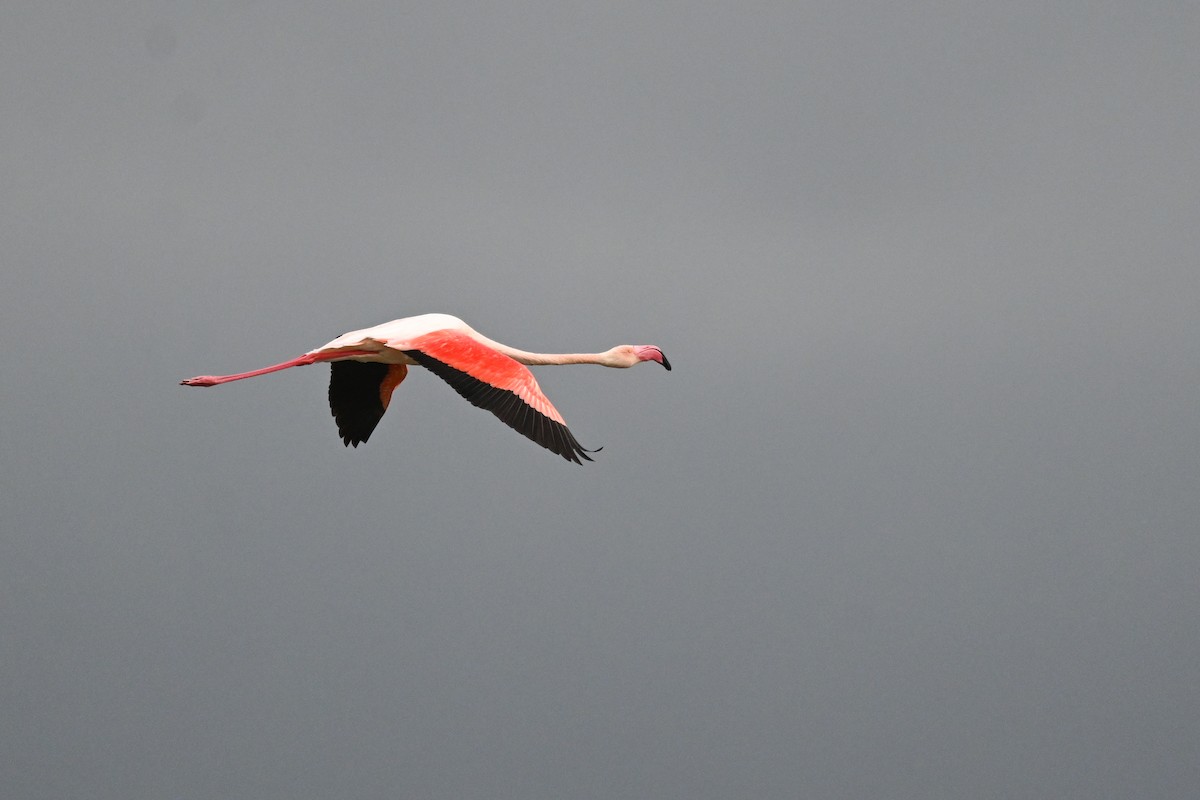 Greater Flamingo - ML619717005