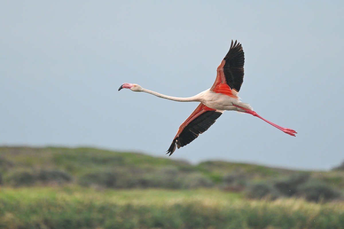 Greater Flamingo - ML619717008