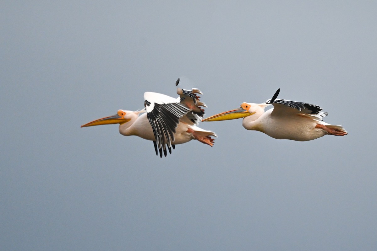 pelikán bílý - ML619717044