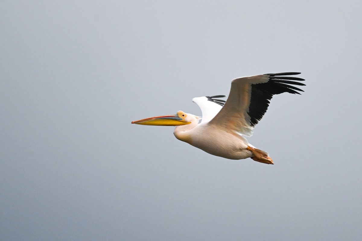 pelikán bílý - ML619717046