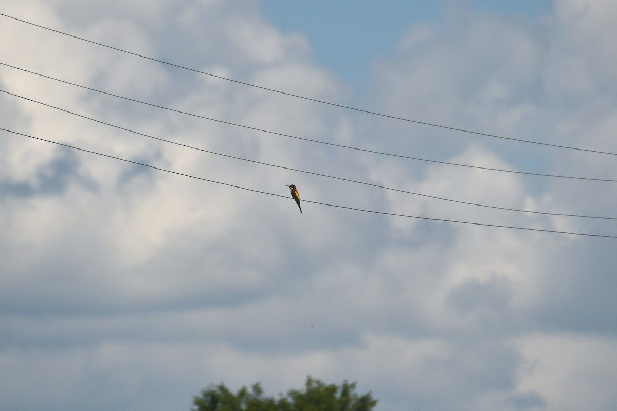 European Bee-eater - ML619717047