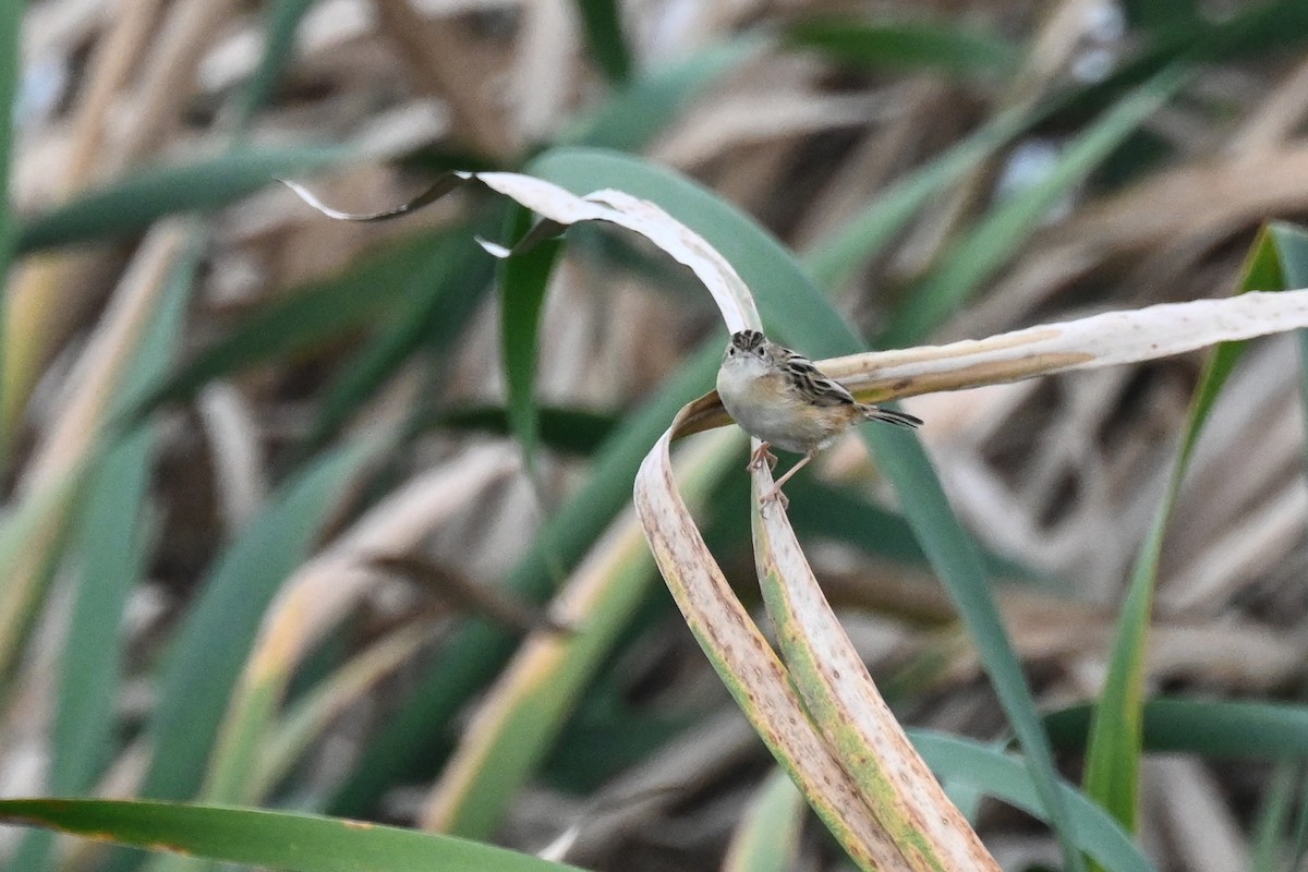 cistovník rákosníkový (ssp. terrestris/uropygialis) - ML619717054