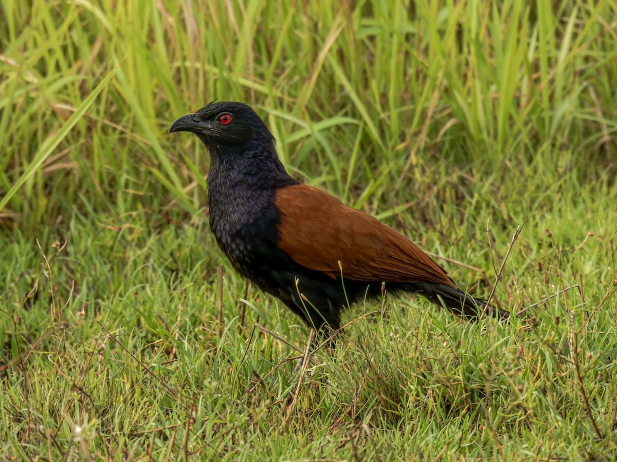 Greater Coucal - ML619717064