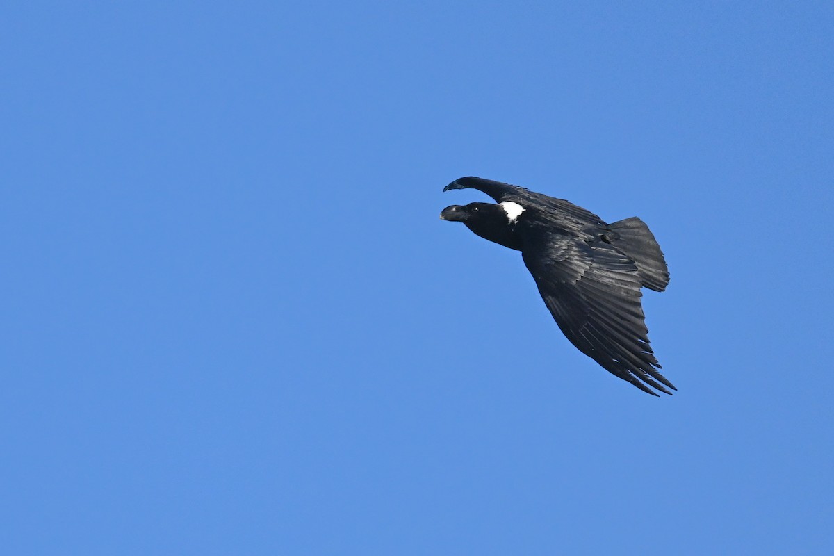 White-necked Raven - ML619717130