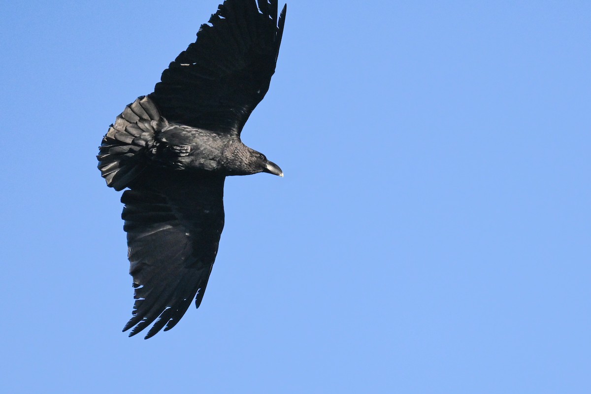White-necked Raven - ML619717132